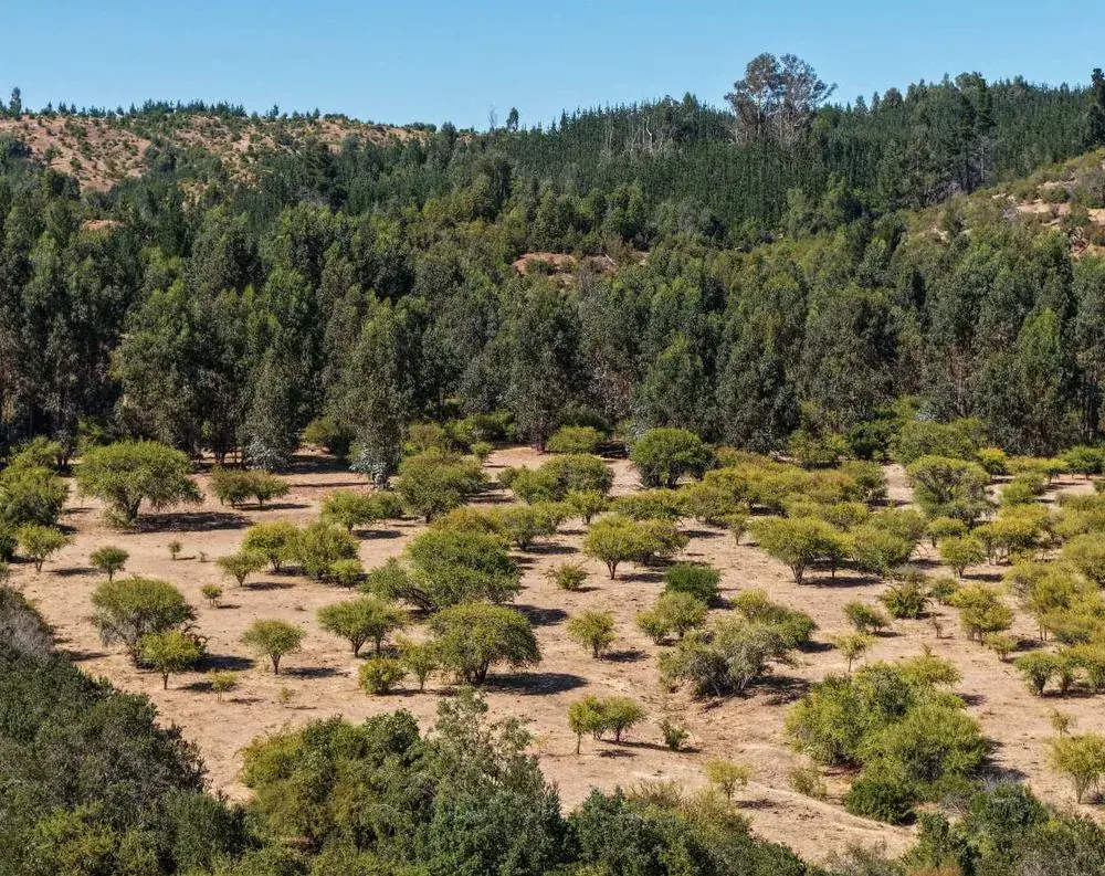 Terreno con árboles y espacio abierto
